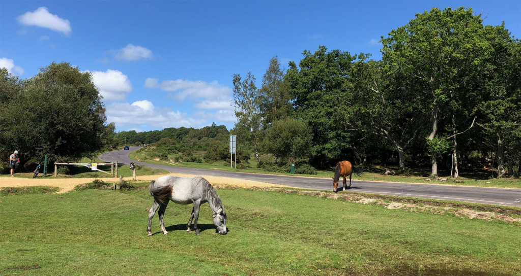 Horses in the New Forest